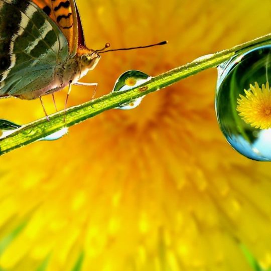 Butterfly yellow blur Android SmartPhone Wallpaper