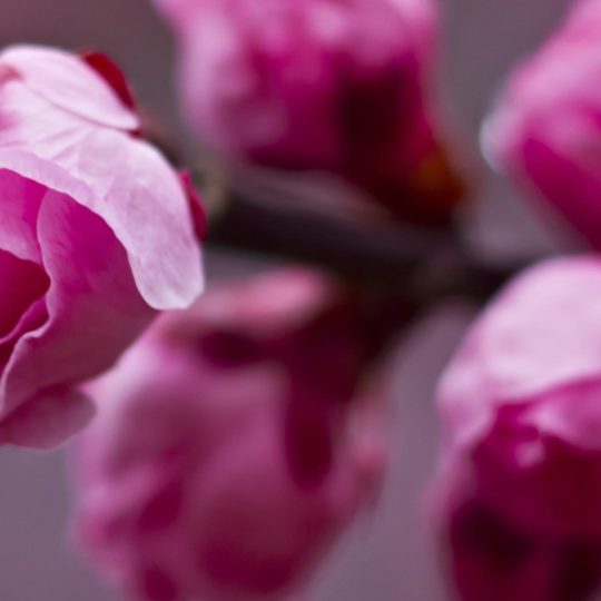 Blur  flower  pink Android SmartPhone Wallpaper