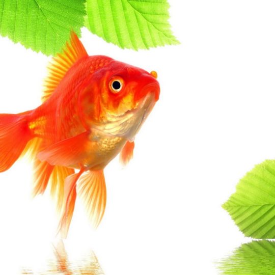 Goldfish green red Android SmartPhone Wallpaper