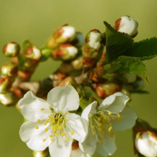 flower  white  blur Android SmartPhone Wallpaper