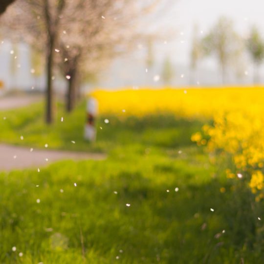 Scenery blur  flower ki green Android SmartPhone Wallpaper