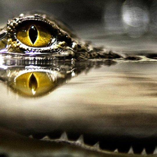 Cool water crocodile Android SmartPhone Wallpaper
