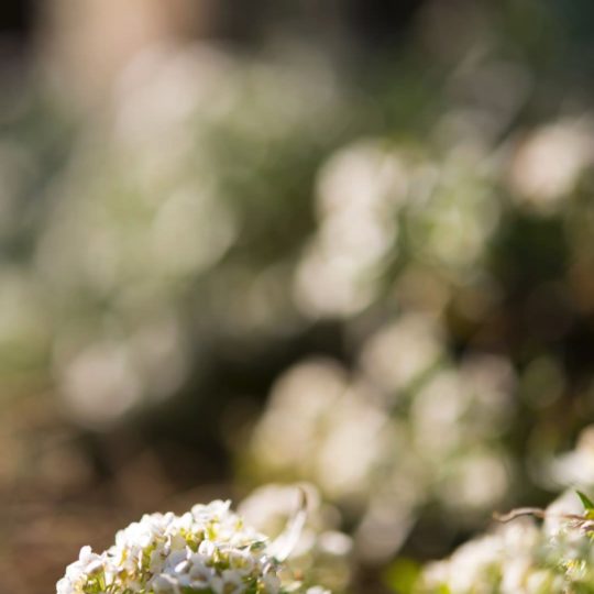 Landscape flower blur Android SmartPhone Wallpaper
