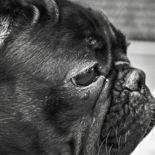 Dog black and white Android SmartPhone Wallpaper