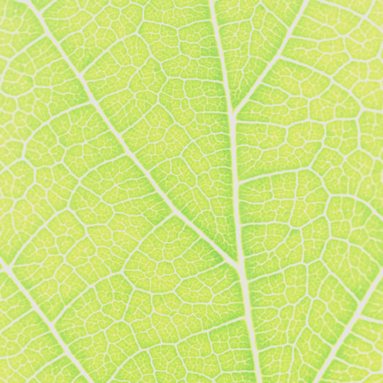 Pattern vein Yellow green Android SmartPhone Wallpaper