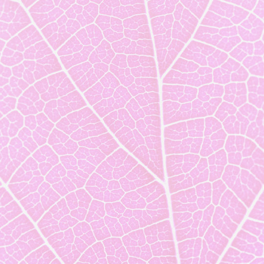 Pattern vein Pink Android SmartPhone Wallpaper