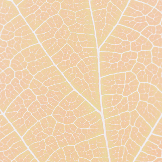 Pattern vein orange Android SmartPhone Wallpaper
