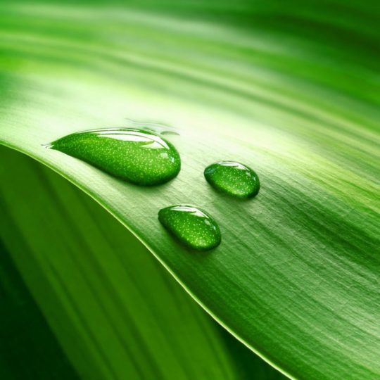 Natural chloroplast Android SmartPhone Wallpaper