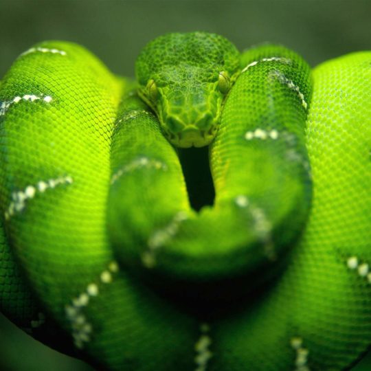 Animal snake green Android SmartPhone Wallpaper