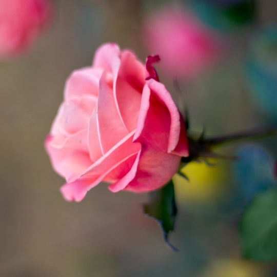 Natural  flower  pink Android SmartPhone Wallpaper