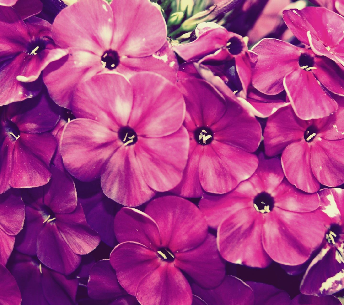 Natural flower purple | wallpaper.sc SmartPhone