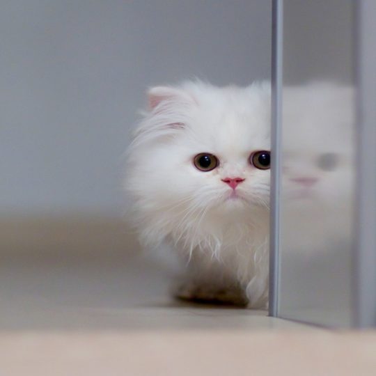 cat  white Android SmartPhone Wallpaper