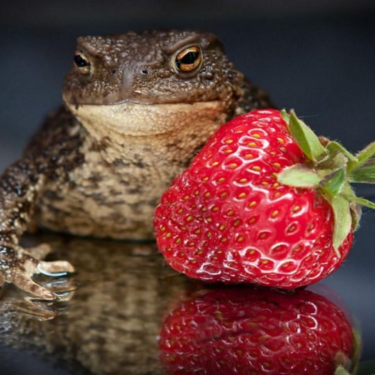 Food animal strawberry frog Android SmartPhone Wallpaper