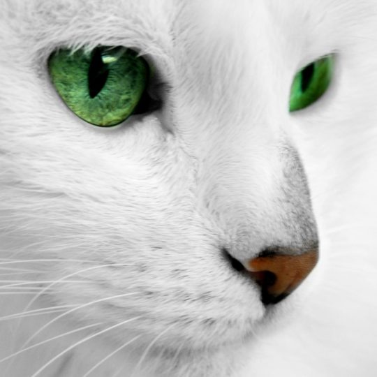 cat  white Android SmartPhone Wallpaper