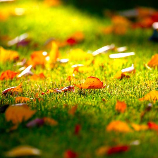 Natural fallen leaves Android SmartPhone Wallpaper