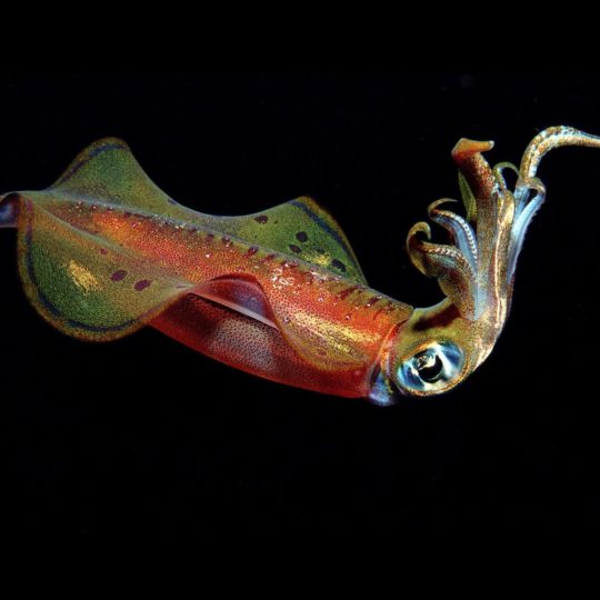 Animal squid Android SmartPhone Wallpaper