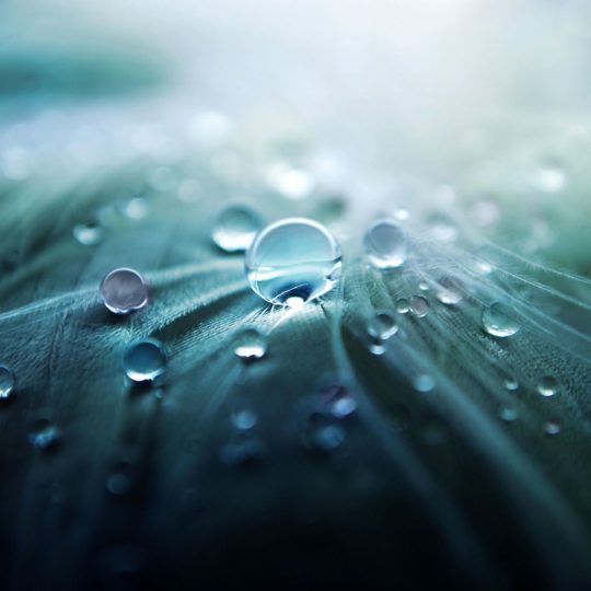 Natural water drops green Android SmartPhone Wallpaper