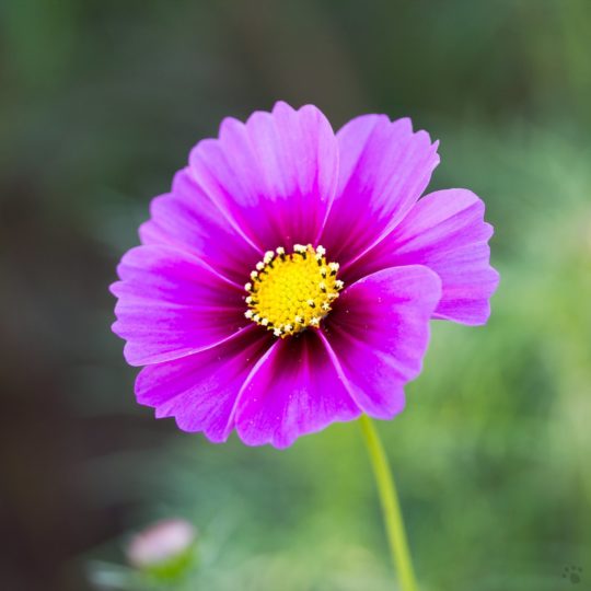Natural flower purple Android SmartPhone Wallpaper
