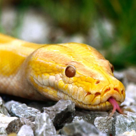 Animal snake yellow Android SmartPhone Wallpaper