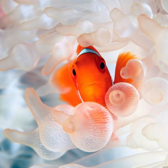 Animals Fish red Android SmartPhone Wallpaper