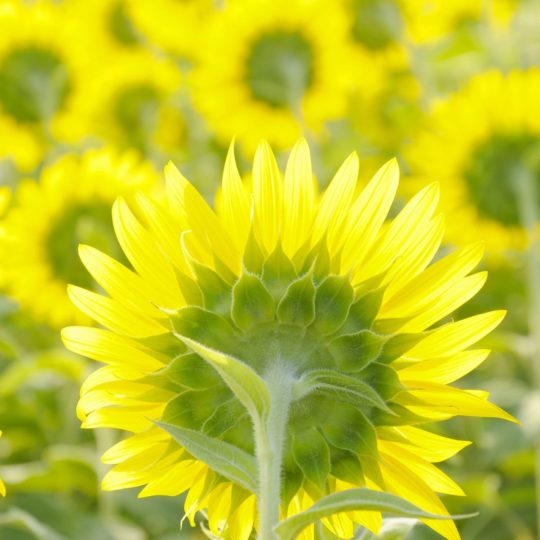 Natural  flower ki green Android SmartPhone Wallpaper