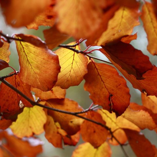 Natural yellow autumn leaves Android SmartPhone Wallpaper