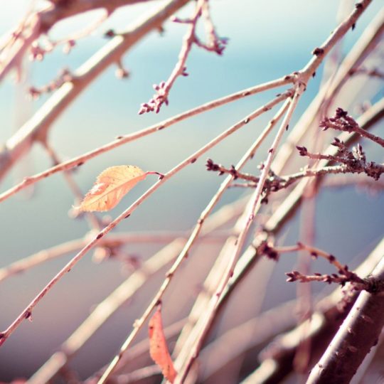 Natural branch Android SmartPhone Wallpaper