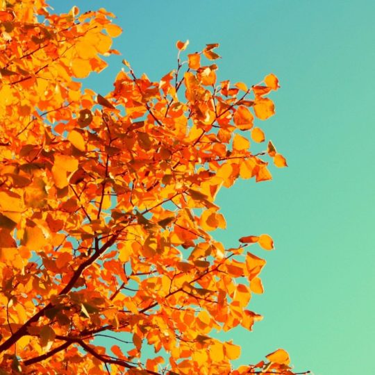 Natural orange autumn leaves Android SmartPhone Wallpaper