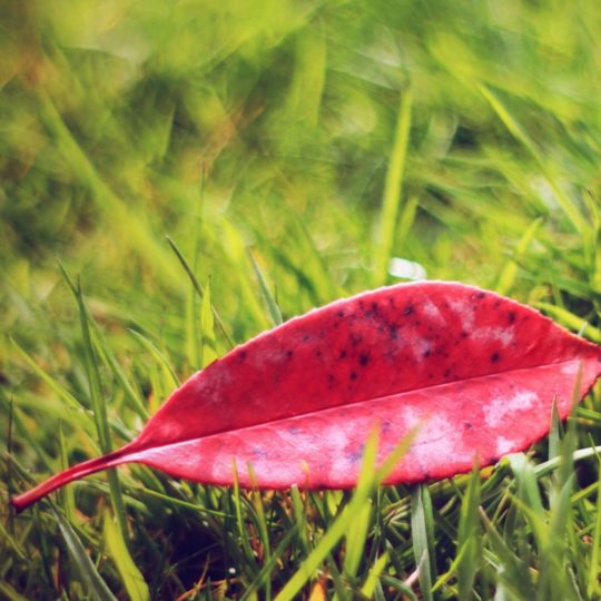Nature leaves red green Android SmartPhone Wallpaper