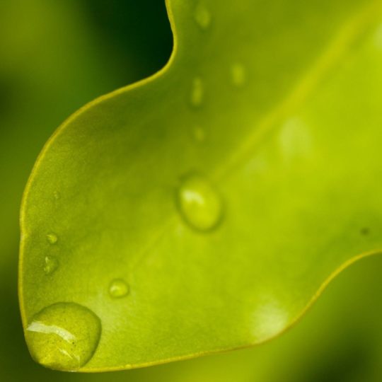 Natural chloroplast Android SmartPhone Wallpaper