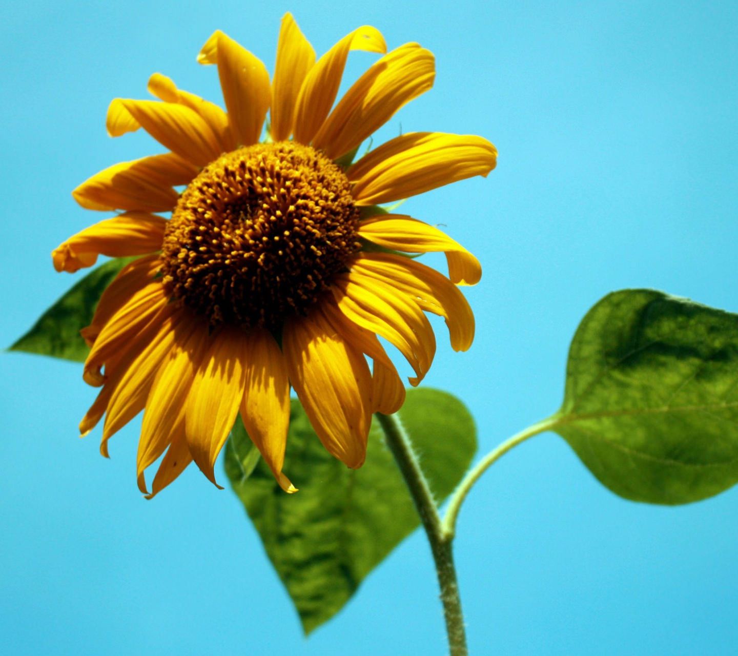 Natural flower ki wallpaper.sc SmartPhone