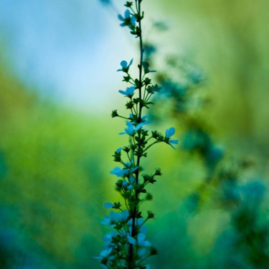 Natural Ha blue  green Android SmartPhone Wallpaper