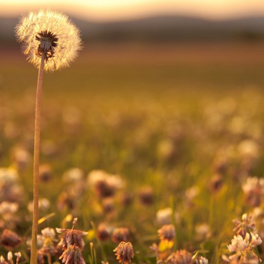 Nature Dandelion Android SmartPhone Wallpaper