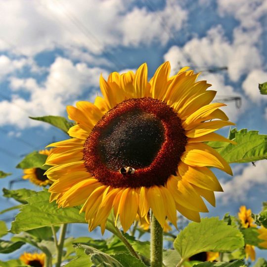 Sunflower sky flower Android SmartPhone Wallpaper