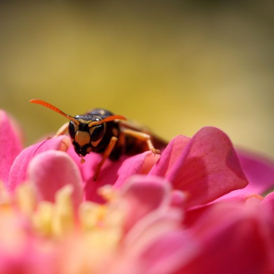 Bee insect blur flower Android SmartPhone Wallpaper
