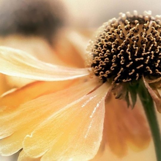 Natural  flower ki Android SmartPhone Wallpaper