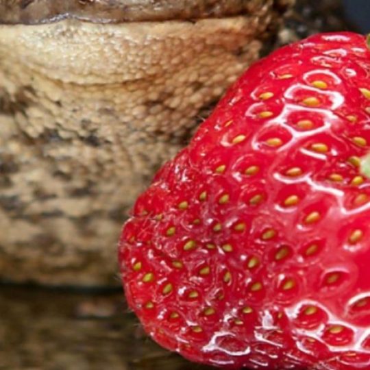 Animal frog food strawberry Android SmartPhone Wallpaper