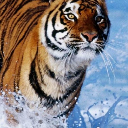 Animal tiger Android SmartPhone Wallpaper