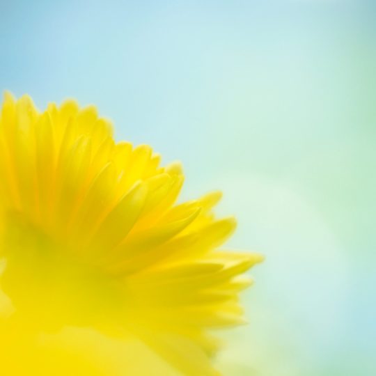 Natural  flower ki Android SmartPhone Wallpaper
