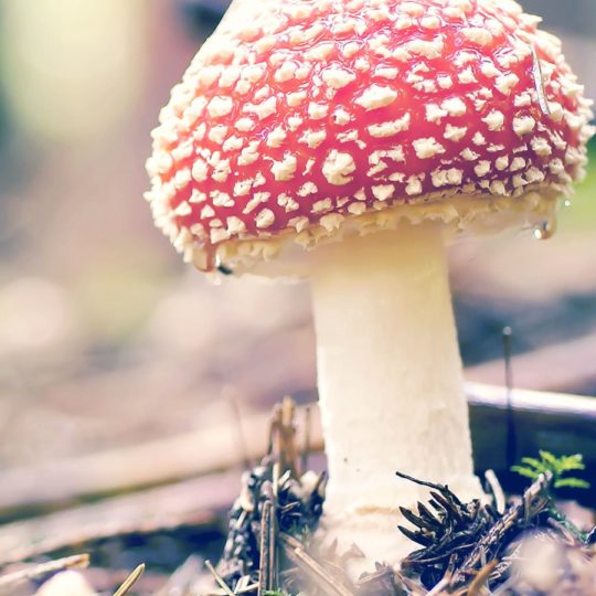 Natural red mushroom Android SmartPhone Wallpaper