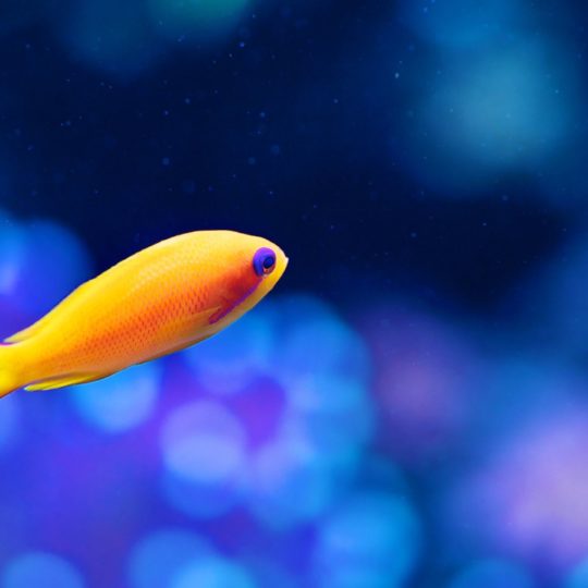 Animals Fish Android SmartPhone Wallpaper