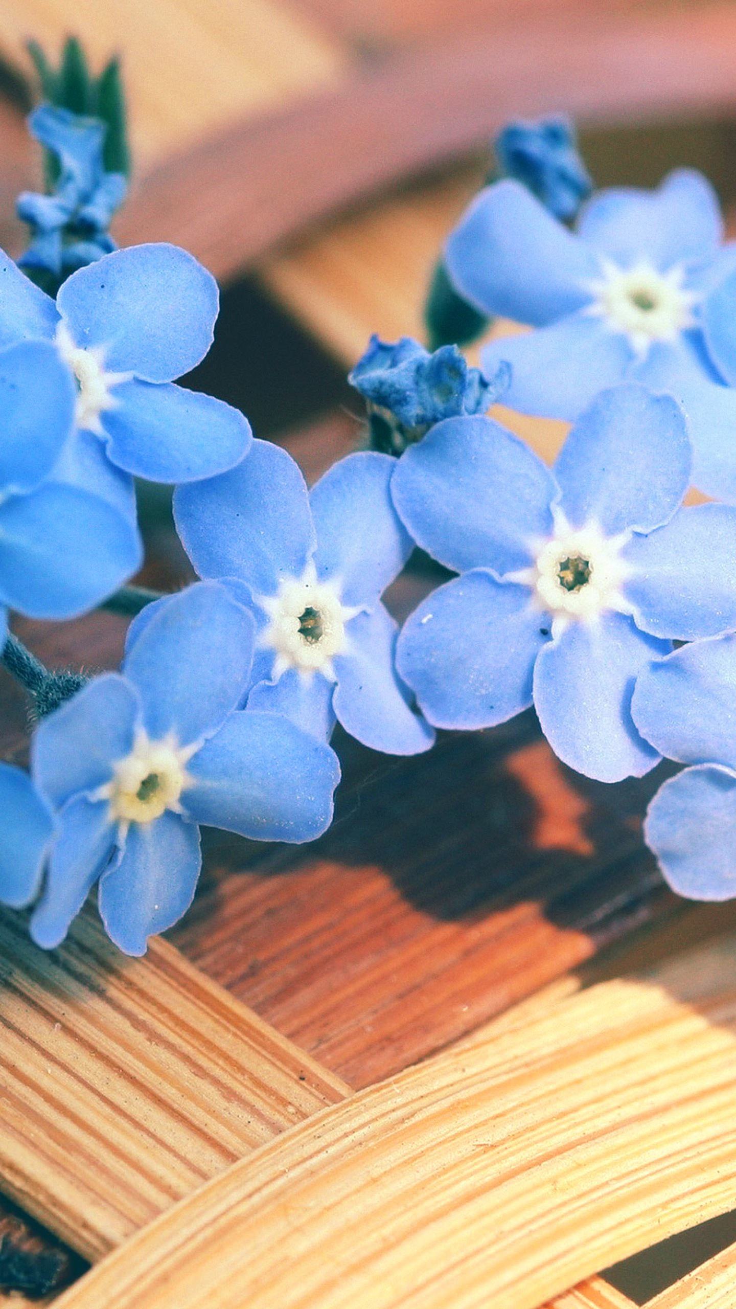 Незабудка лепестки. Маленькие цветочки. Цветы в голубых тонах. Цветочек голубой. Мелкие голубые цветочки.