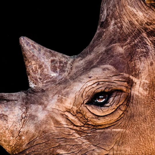 Animal rhino Android SmartPhone Wallpaper