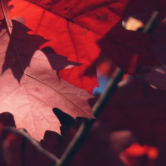 Natural red autumn leaves Android SmartPhone Wallpaper