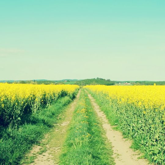Landscape  flower  green  sky Android SmartPhone Wallpaper