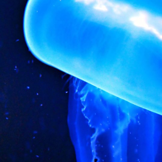 Blue jellyfish creatures Android SmartPhone Wallpaper