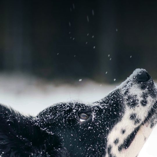 Animal dog snow Android SmartPhone Wallpaper