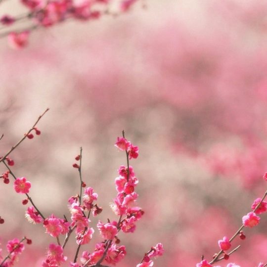 Landscape peach blossom Android SmartPhone Wallpaper