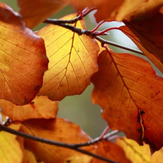 Autumn Leaves Nature Android SmartPhone Wallpaper
