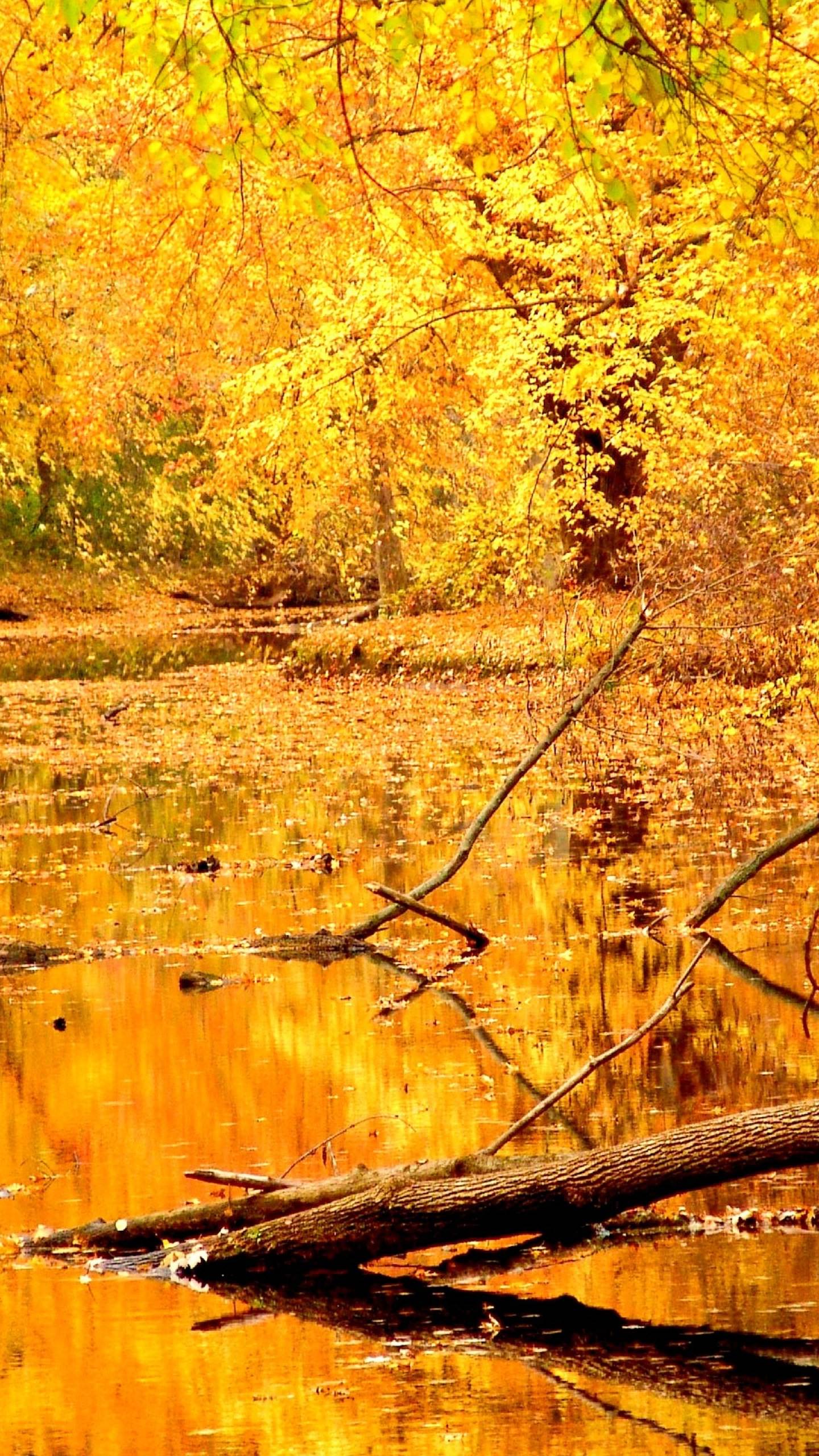 Scenery natural yellow wallpaper .sc SmartPhone